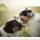 2 x 2026 Desk Calendar & Monthly Planner, Dog Family, Various Dog Breeds and Cute Puppies, Standing Flip, Spiral Binding, Stand-Up Tent,14 Sheets, 8"x 7.9"