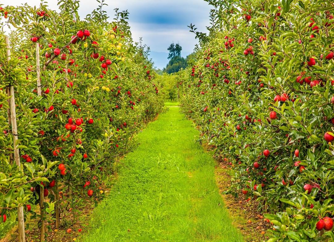 Apple Orchard Backdrop 7x5ft Autumn Farmland Harvest Apple Trees Background for Photography Farm Party Events Decorations Photo Booth Props
