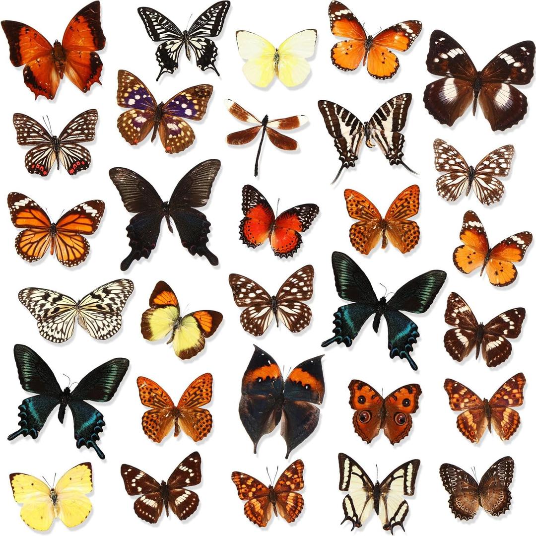 Thyle 30 Pcs Real Taxidermy Butterfly Specimen Artwork Material Decor Natural Unmounted Butterfly Collection Assorted Taxidermy Animals for Entomology Craft Home Office Display Artwork