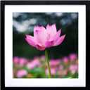Mxtallup 40x40 Diamond Painting Frames Picture Wood,Display Pictures16x16 Inch/ 40x40 cm with Mat or 18x18 Inch/45x45cm Without Mat, Diamond Embroidery Photo Frame Diamond Art frames Black (TK007)