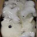 Skylety 8 Pcs Large Polar Bear Decorations White Plush Polar Bear Tree Hanging Ornaments Furry Stuffed Animal Figurines for Winter Tree Rustic Home Decor Gift, 4 Sizes