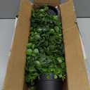 Artificial Hanging Plant 2 Pcs Faux Plant Ivy Vine Faux Eucalyptus Vines Fake Potted Greenery for Wall Living Room Home Shelf Office Bathroom Outdoor Indoor Decor (Type 7)