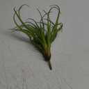 Agusbagli Succulents Plants Artificial, Large Fake Succulents Unpotted Flowers Pineapple Grass Greenery Plants for Home Outdoor Wedding Floral Arrangement Green