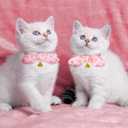 Kifmurase 2 Pcs Cotton Bowtie Cat Collar with Bell, Breakaway Kitten Collar with Love Heart Cherry Pattern with Removeable Bow, Adjustable Pink Girl Cat Collars with Safety Clasp for Kitten Puppy Dogs