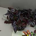 BLEUM CADE Fake Hanging Plants, 2pcs Artificial Hanging Plant, Faux Deep Purple Vines Hanging Plant for Wall Home Living Room Indoor Outdoor Halloween Decor (No Baskets)