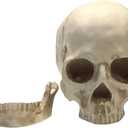 SOACH Resin Skull, 1:1 Human Skull, Human Head Model for Home Decoration, Halloween Statue, Bone Model, Model Anatomical Medical Skeleton, Jaw is Movable (White)