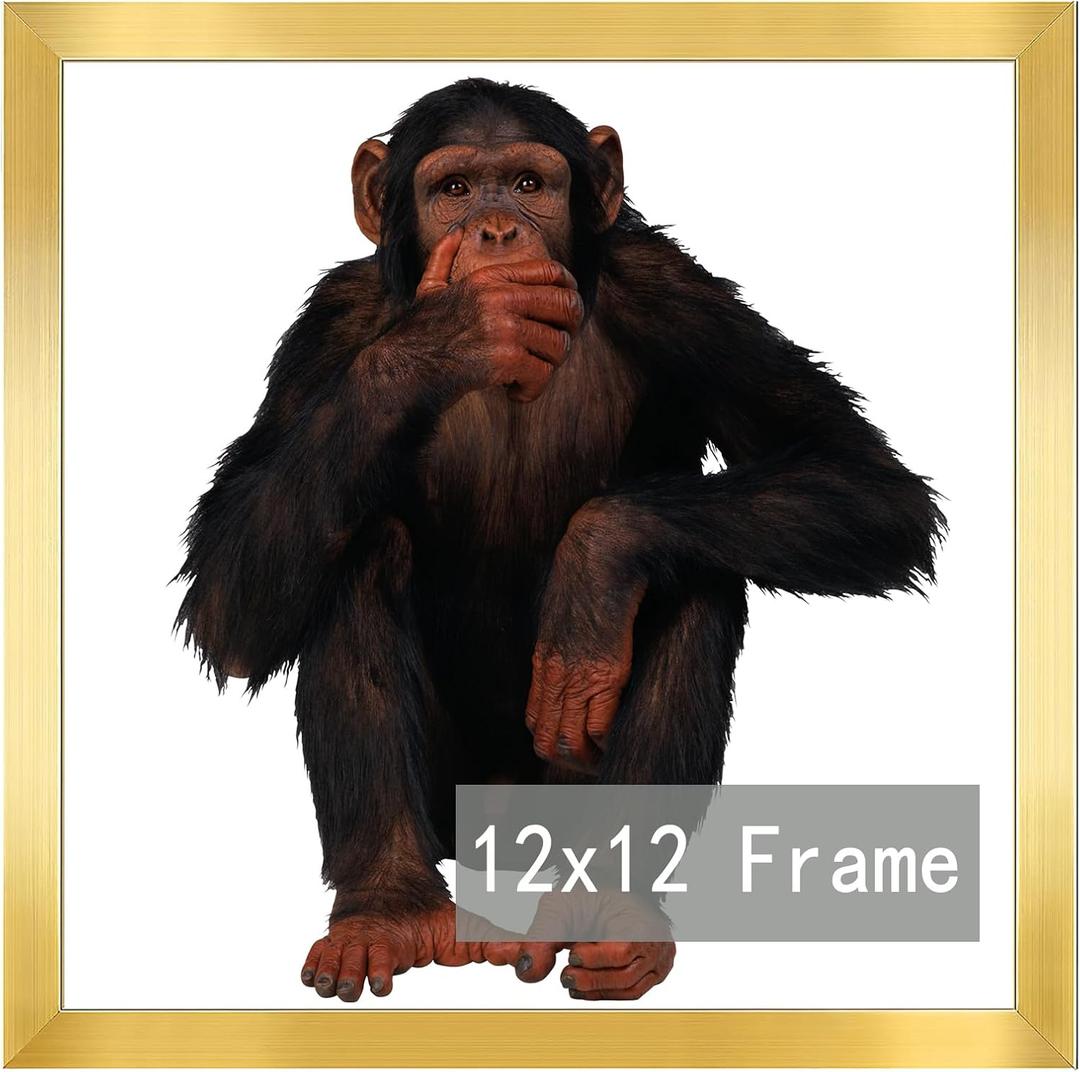 RUN HELIX 12x12 Frame, Horizontal and Vertical Formats for Wall Hanging, 12 x 12 Square Wall Gallery Poster Photo Frame with Durable Shatter Resistant Plexiglass, 12 x 12 Picture Frame Gold
