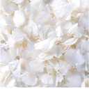 4500Pcs Ivory White Dried Hydrangea Flower Petals - 100% Natural Real Off-White Flower Petals for Wedding Confetti, Flower Girl Basket, Shower Party, DIY Crafts (3.17oz)