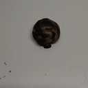 IMISSU Braided Chignon Dancer Hair Donut Hairpieces Scrunchie Claw Hair Bun Updo for Wedding Party (M1 Mix Brown)