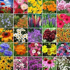 Dirt Goddess Super Seeds Northeast Wildflower Seed Mix (1 Lb)