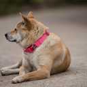 Hyhug Martingale Dog Collar Medium Pink |Escape - Proof Heavy Duty Nylon Durable No Slip, Ideal for Training & Daily Walks