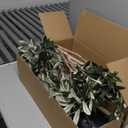 2ft Artificial Olive Tree with Pot, Tabletop Faux Plants Mini Trees for Home Office Living Room Modern Decor