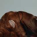 HAIRCUBE Auburn Wig with Bangs for Women Auburn Long Wavy Hair Wig Curly Wavy Synthetic Wigs for Girls Daily Party Use 26Inch