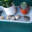 VUWEZ 2 Pack of Plastic Plant Tray Saucer Rectangular 30 inch, Plant Trays Saucers for Indoors Outdoor, Plant Water Drip Tray for Flower Pot Planter, Windowsill Plant Tray (8 X 30'', Clear)