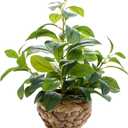 15" Artificial Broad Leaf Potted Plant in Handwoven Seagrass Basket Planter Small Tabletop Fake Plant for Indoor Home Office Shelf Desk Decor