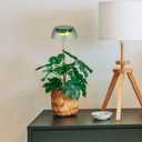 yadoker Small Table Plant Grow Light, LED Growing Touch Lamp with Full Spectrum for Indoor Plants, Height Adjustable, Automatic Timer, 5V Low Safe Voltage, Ideal for Compact Spaces