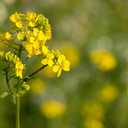 4 x 500+ Seeds Mustard - Vegetable Yellow