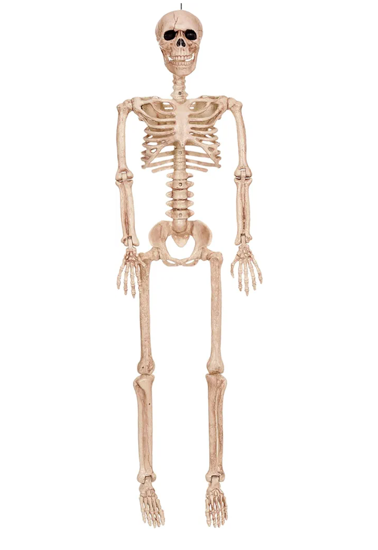 Skeleton with Realistic Movable and Posable Joints for Halloween Indoor and Outdoor Decoration