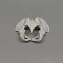 Size Female Pelvis Model, Flexible Anatomy Model, Hip Bone Pelvic Anatomical Model for Science Education Midwife, as the picture shows