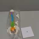 QWORK Flexible Human Spine Model with Spinal Nerves Pelvis and Thighs, Vertebral Column Anatomical Model, 45 cm / 18"