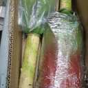 Artificial Agave Plants,Large UV Resistant Fake Agave Planters for Indoor and Outdoor Decorating Tropical Plant Succulents Greenery Indoor Decor (2Pack,22" Red)