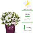 Perfect Plants Autumn Ivory Encore Azalea, 1 Gallon, Live Plant
