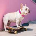 Didog Soft Padded Dog Collars for Medium Dogs, Colorful and Durable Dog Collar with Quick Release Buckle, Light and Breathable for Daily Walking, Rose Purple, M (M: Neck Adjustable 13-20")