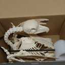 JOYIN Vulture Skeleton Halloween Decorations 19.7 inch Posable Animal Skeletons with Movable Joints for Indoor Outdoor Yard Garden Lawn Photo Props Decor, Trick or Treat, Spooky Scene Party Favors