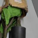 FLOWORLD Fiddle Leaf Fig Tree 6ft Tall Artificial Tree in Plastic Pot Fake Ficus Lyrata Plants with 184 Decorative Fiddle Leaves Faux Fig Trees for Home Office Living Room Decor Indoor Outdoor