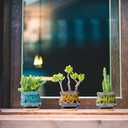 Cute Ceramic Succulent Garden Pots, Planter with Drainage and Attached Saucer, Set of 5 -Plants Not Included (Fambe)