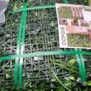 Artificial Grass Wall Boxwood Panels: 20"x20"(12P) UV Resistant