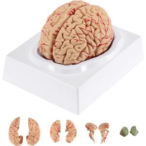 BEAMNOVA Human Brain Model for Teaching Neuroscience with Vessels Life Size Anatomy Model for Learning Science Classroom Study Display Medical Model