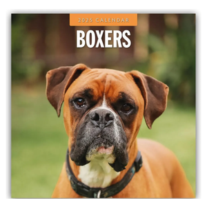 Boxers 2025 Square Wall Calendar