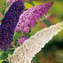 Seeds Butterfly Bush Giant Mix Buddleja Perennial Flowers for Planting 1000 Seeds