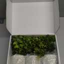 Der Rose 3 Pack Mini Potted Fake Plants Artificial Plastic Eucalyptus Plants Topiaries for Home Office Desk Farmhouse Shelf Room Bathroom Decor(Green)