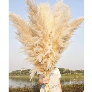 10 Stems 46" inch Dried Pampas Grass Decor Tall, Large Pompas Grass, Boho Neutral Home Decor Bouquet, Fluffy Pampass Grass for Floor Vase Wedding Floral Arrangements Wall Farmhouse Table Decor