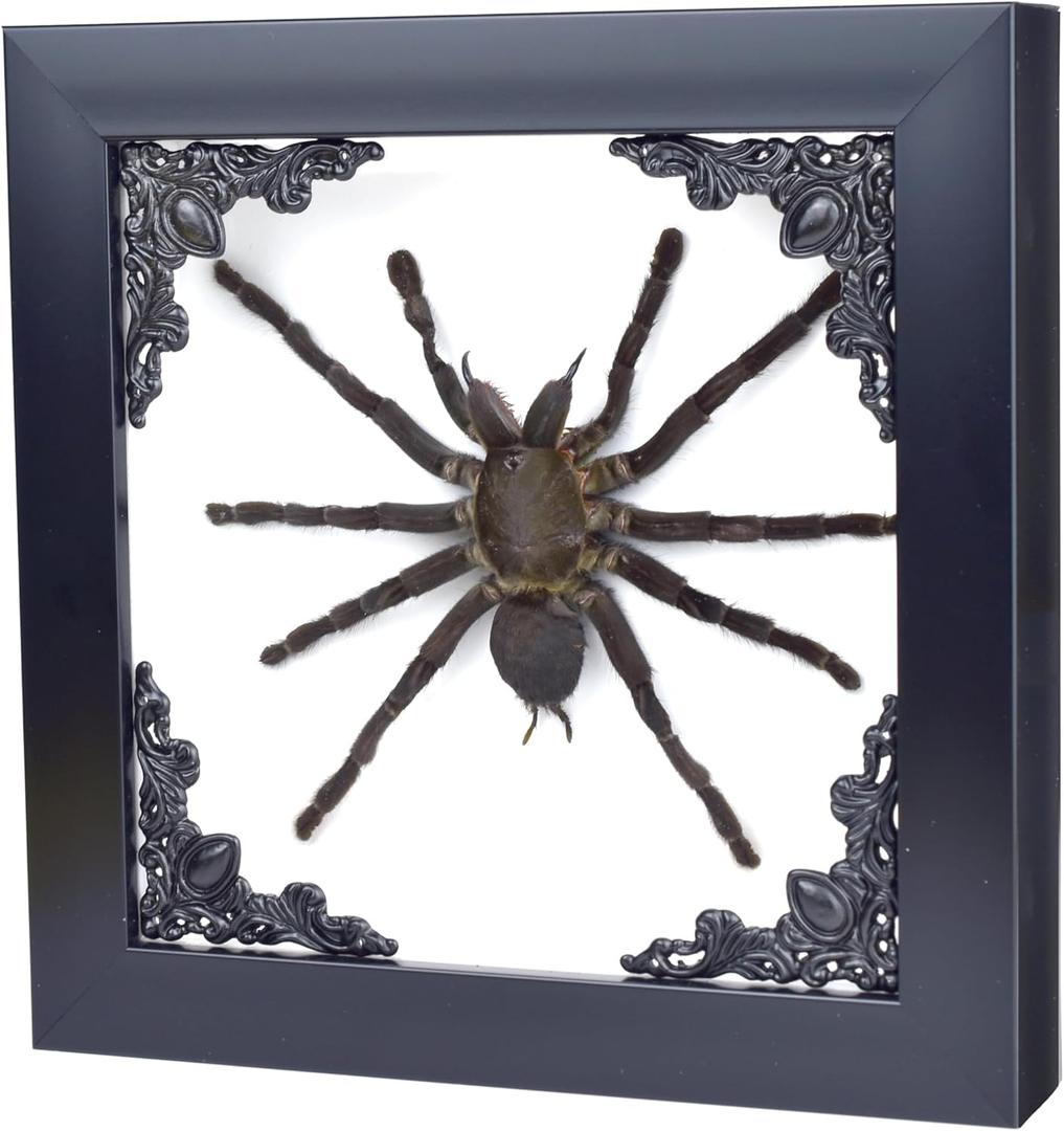 Tarantula or Leaf Insect in Gothic Shadow Box Frame | | Witch & Halloween Dcor for Bedroom | Goth Home Decor (Tarantula)