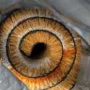 Welcome Daisy - 17"x29" - Coir Door Mat with Heavy Duty Backing - Welcome Mats for Entryway, Porch - Anti-Slip PVC & Coconut Fiber Surface - Natural Home Accessories, Minimalist Original Design