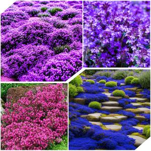 6 x 6000+Perennial Mixed Creeping Thyme Thymus Serpyllum Seeds for Planting Outdoor Plant in Your Home Garden Backyard (EXP 12/01/26)