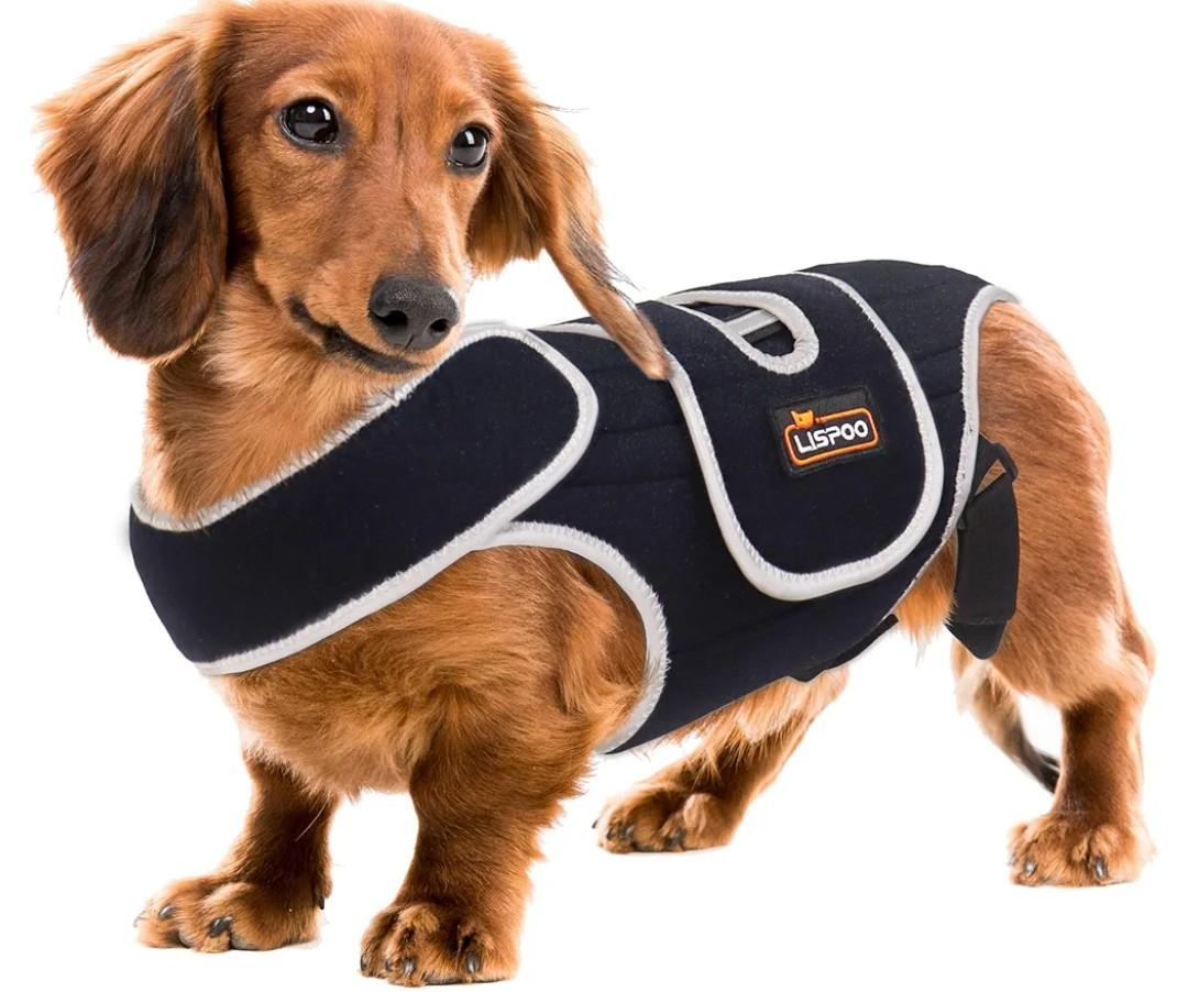IVDD Dog Back Brace for Slipped and Herniated Discs - Back Brace for Dachshunds and Corgis, Ensuring Spinal Stability and Pain Relief S