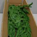 9FT Christmas Garlands Norfolk Pine Garland Real Touch Artificial Faux Greenery Garland for Holiday Indoor Outdoor Decor (9 ft (1 Pack- Young ))