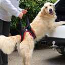 Dog Support Harness for Back Legs - Lift Harness with Handle and Shoulder Strap to Help Lift and Walk Elderly Dogs  Rear Leg Support for Pet Mobility or Recovery  Medium (Medium - 18-21 inch)
