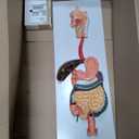 JNMFTD Human Digestive System Anatomy Model,Life Size 2 part Removable Stomach Nasal cavity Pharynx Liver Stomach Rectum Intestine with Product Manual Card Labeled Numbered for Medical Education Study