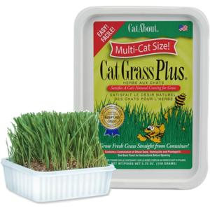Miracle Care Cat A'bout Cat Grass Kit for Indoor Cats, 5.25 Ounce, Hairball Control, Anti-Inflammatory, Improves Digestion and Metabolism
