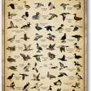 Type Of Duck Tin Sign Duck Hunting Decor Mallard Ducks Knowledge Metal Signs Vintage Duck Hunting Decorations For Home Kitchen Bathroom Duck Wall Art Decor Poster 8 x 12 Inch (Duck)