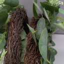 11" Eucalyptus Wreath, Year Round Wreaths for Front Door, Spring Summer Wreath with Green Faux Eucalyptus, All Seasons Evergreen Decor for Inside Farmhouse Festival Celebration Party. 2 PC