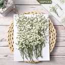 Tinideya 100 Pcs Dried Babys Breath Flowers Bulk Babys Breath Real Pressed Flowers Natural Gypsophila for Resin Wedding Art Craft Baby Shower DIY Invitations Scrap Booking Card Making(Ivory White)
