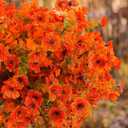Rowfad 18 Pcs Artificial Mums Flowers Outdoor Plastic Fall Flowers Fake Mums Autumn Greenery Flower for Porch Window Box Farmhouse Thanksgiving Home Decor ((18, Orange)