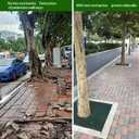 35ft x 24in x 60mil Tree Root Barrier -Protect Sidewalks & Landscapes | Heavy-Duty Bamboo Root Blocker for Invasive Roots
