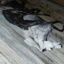 Horse Pictures Wall Art Framed Running Horses Handcrafts Rustic Sturdy Framed Artwork living roomTextured wall art(60"30")